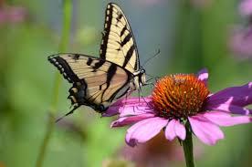 butterfly on cone flower